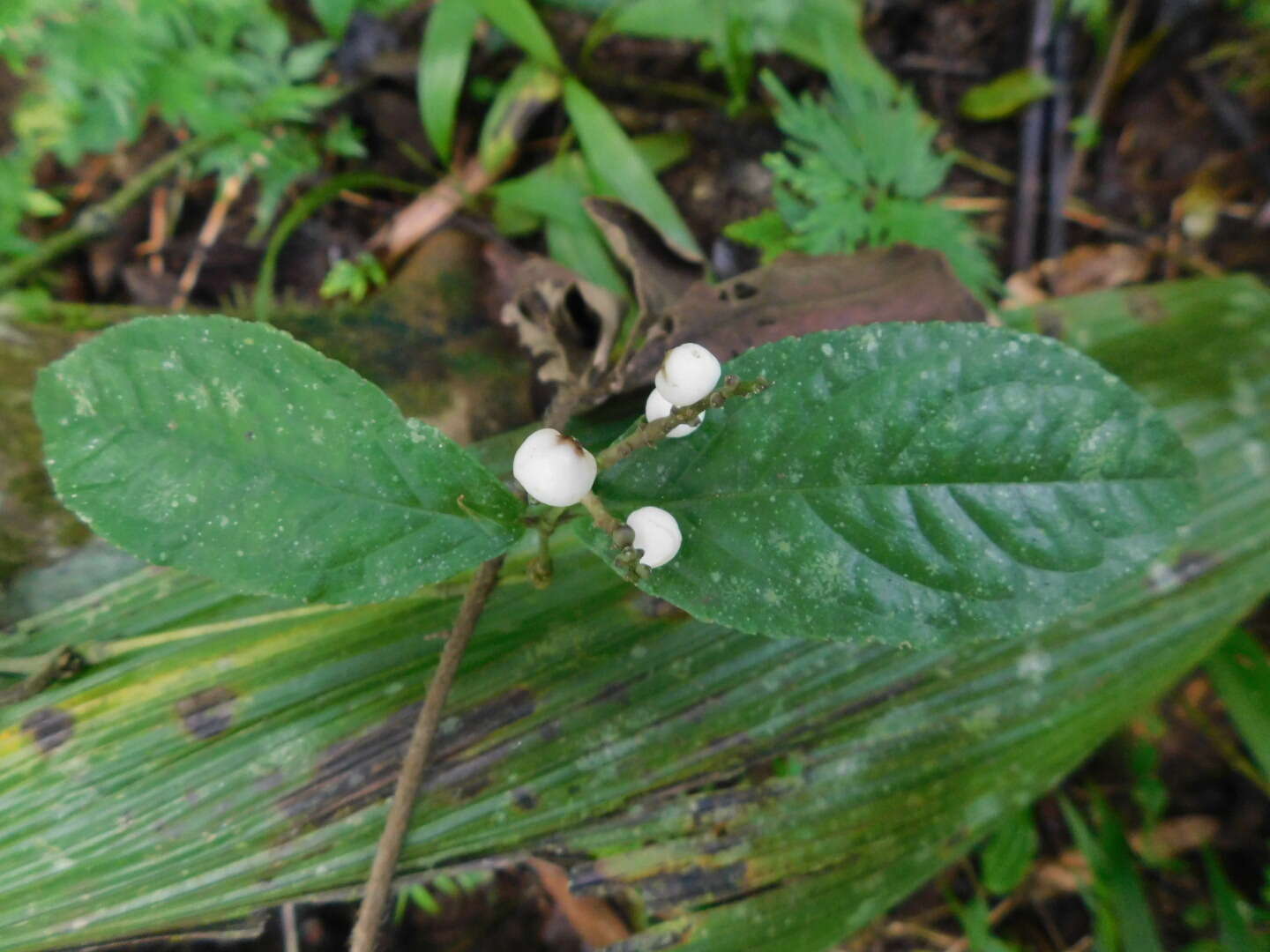 Image of Chloranthus elatior Link