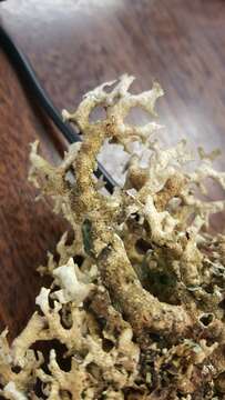 Image of Seaweed Lichen