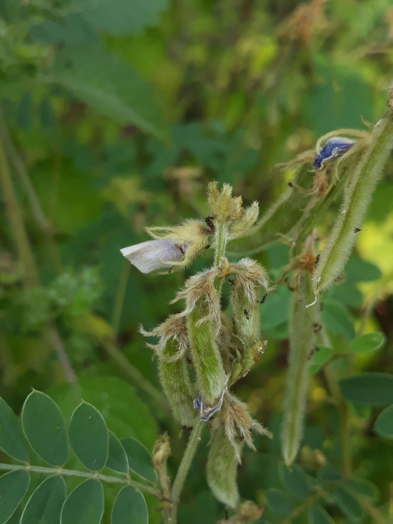 Tephrosia villosa (L.) Pers. resmi