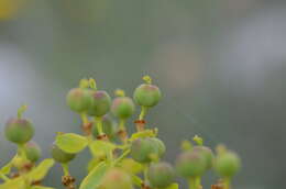 Image of Euphorbia lamprocarpa (Prokh.) Prokh.