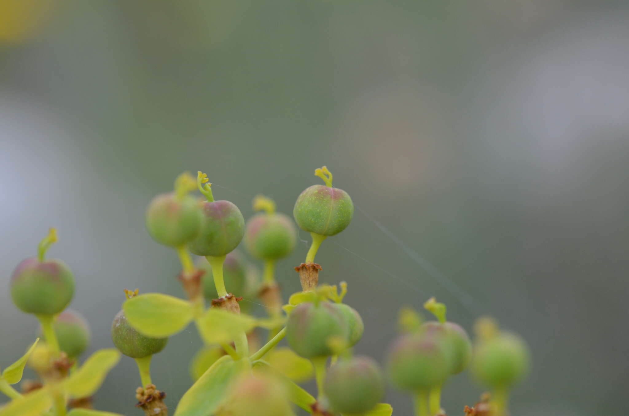 Image of Euphorbia lamprocarpa (Prokh.) Prokh.