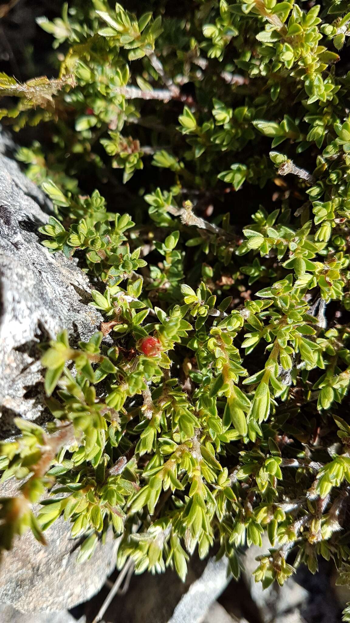 Image of Pimelea oreophila subsp. hetera C. J. Burrows