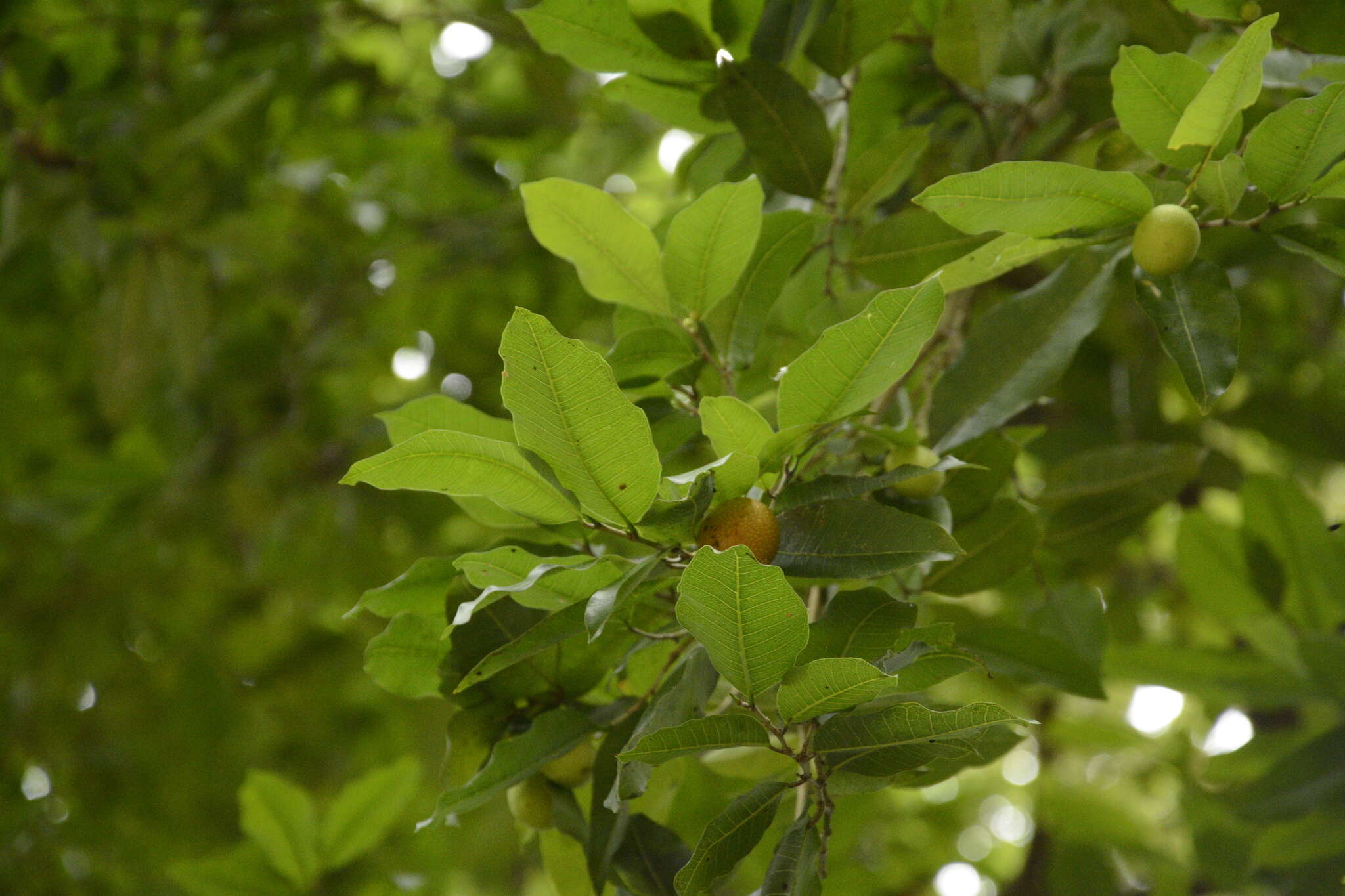 Image of breadnut