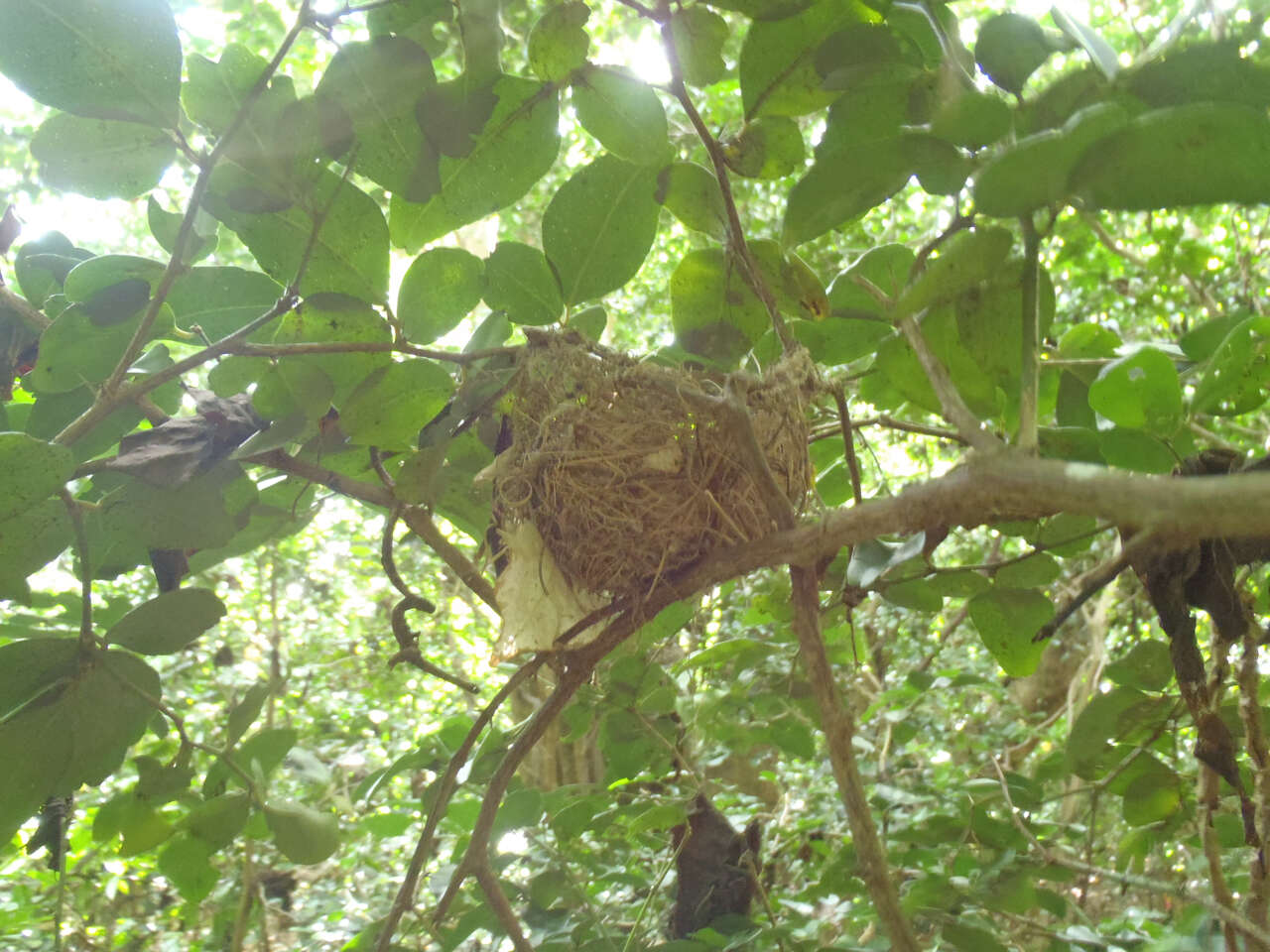 Image of Micronesian Myzomela