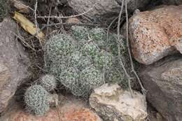 Image de Mammillaria decipiens subsp. decipiens