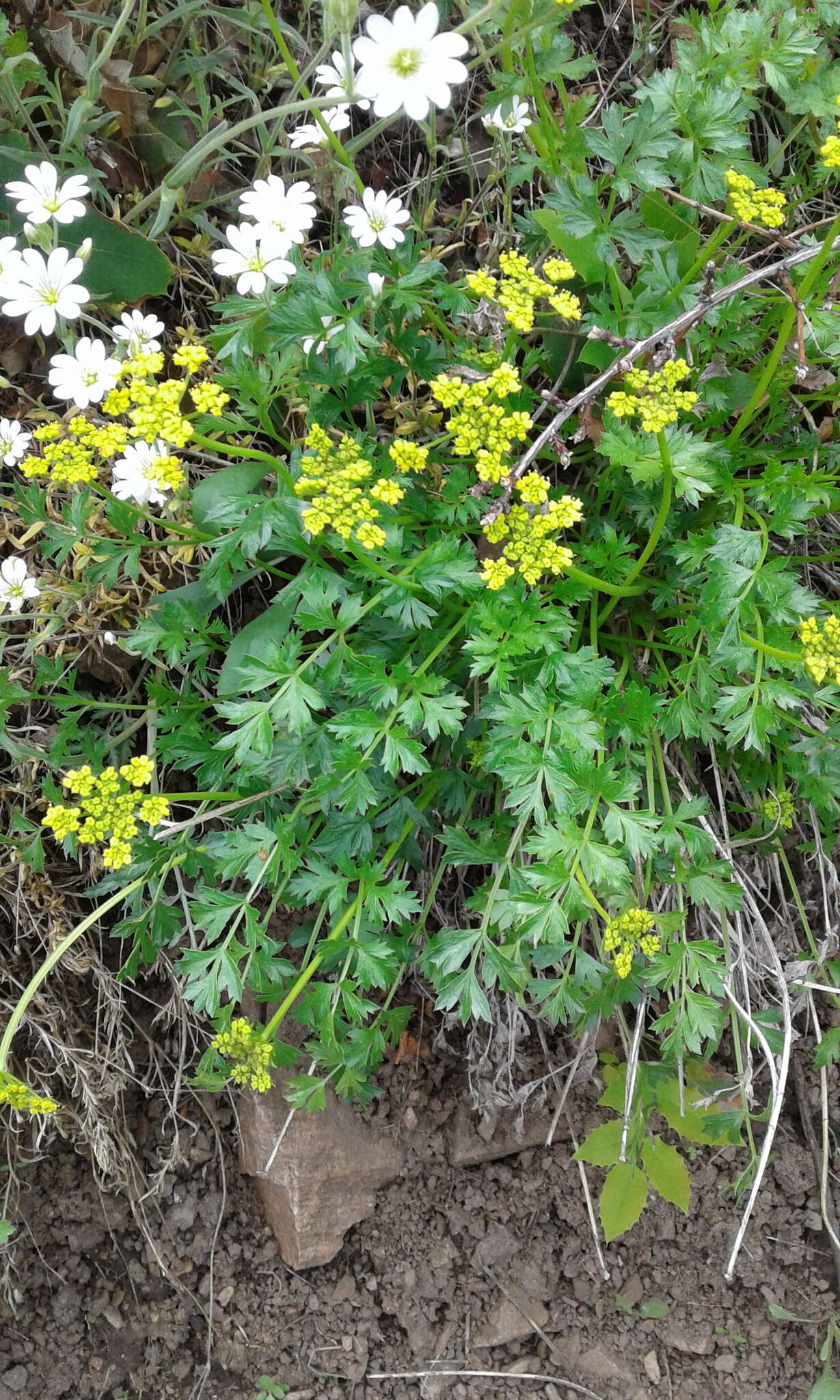 Слика од Cymopterus hallii (A. Gray) B. L. Turner