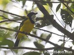 Image of Australian Golden Whistler