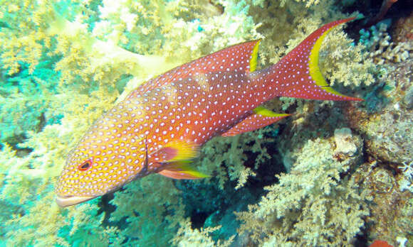 Image of Common Lyre-tail Cod