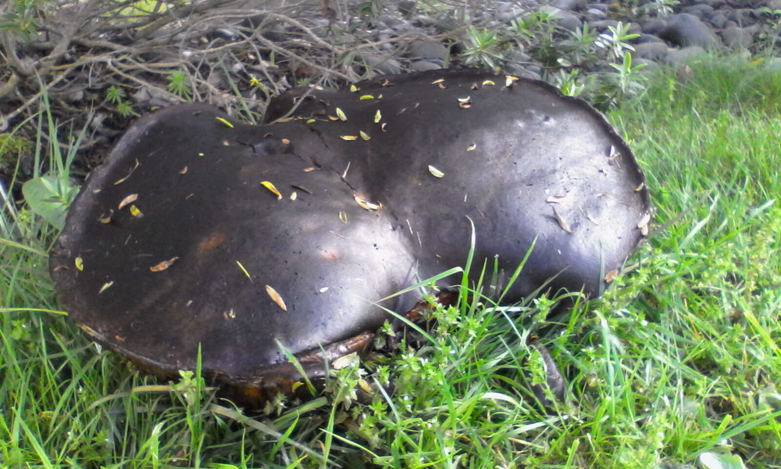 Слика од Phlebopus marginatus Watling & N. M. Greg. 1988