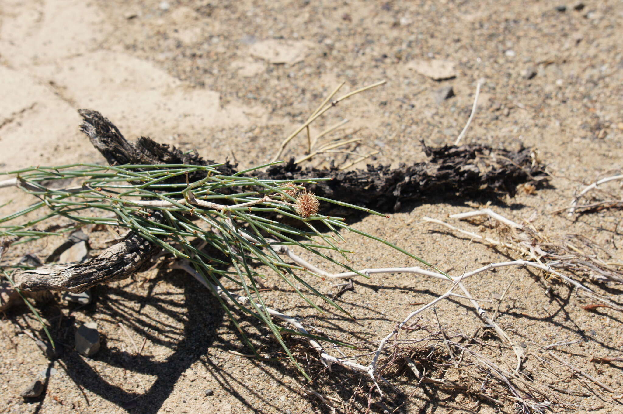 Image of Calligonum mongolicum Turcz.