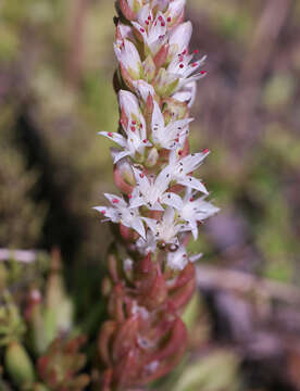 Image of Orostachys japonica A. Berger