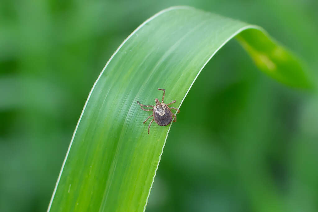 Image of Cayenne tick