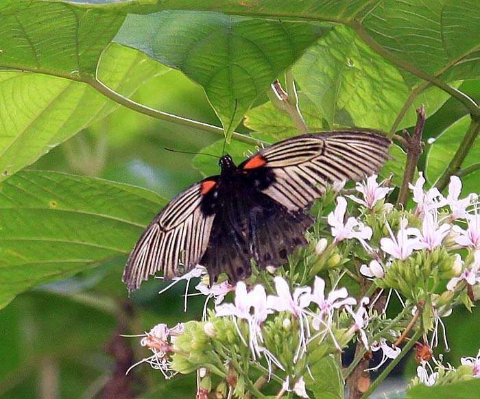 Image of <i>Papilio <i>memnon</i></i> memnon