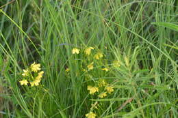 Image of fourflower yellow loosestrife