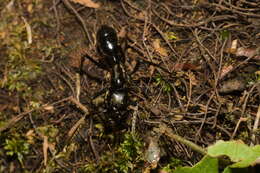 Image of Dinoponera mutica Emery 1901