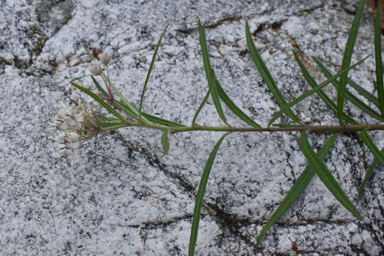 Asclepias angustifolia Schweig.的圖片