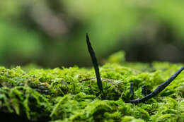 صورة Xylaria cornu-damae (Schwein.) Berk. 1873