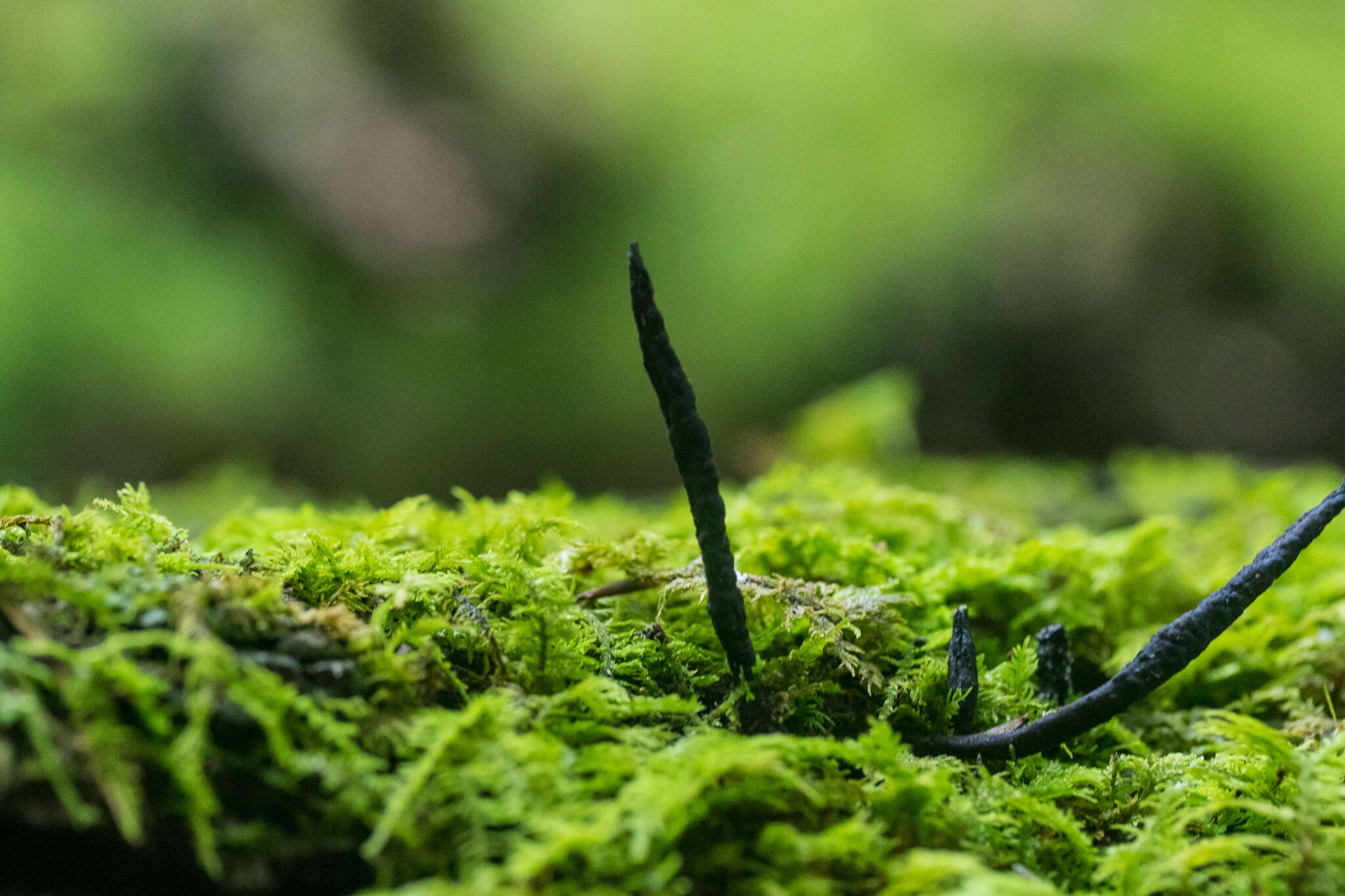 Image of Xylaria cornu-damae (Schwein.) Berk. 1873