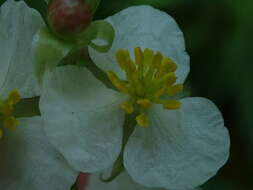 Imagem de Sagittaria australis (J. G. Sm.) Small