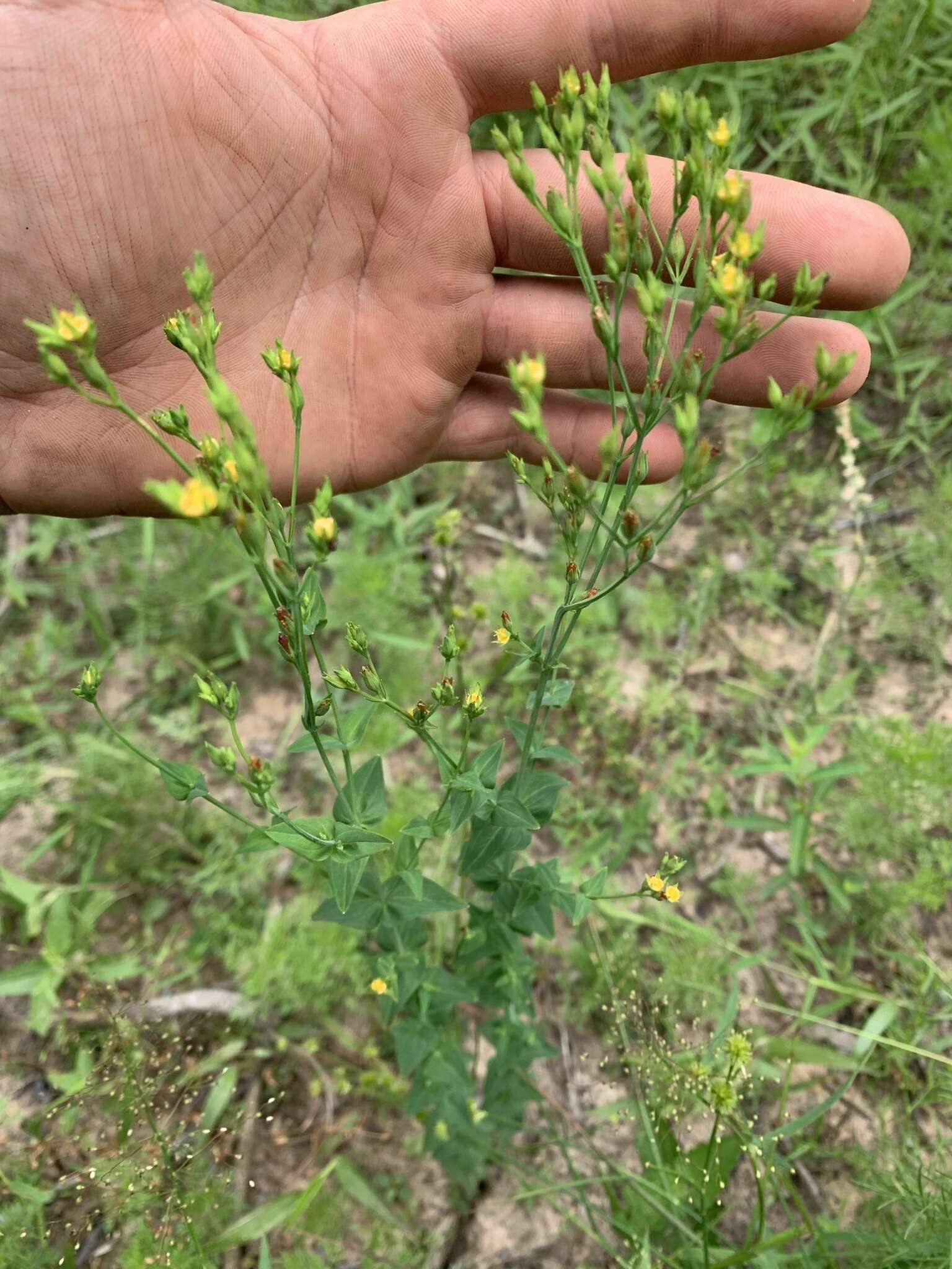 صورة Hypericum gymnanthum Engelm. & A. Gray