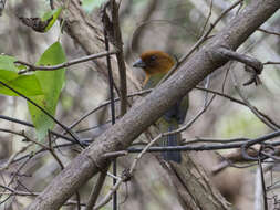 Image of Ochre-breasted Brush Finch