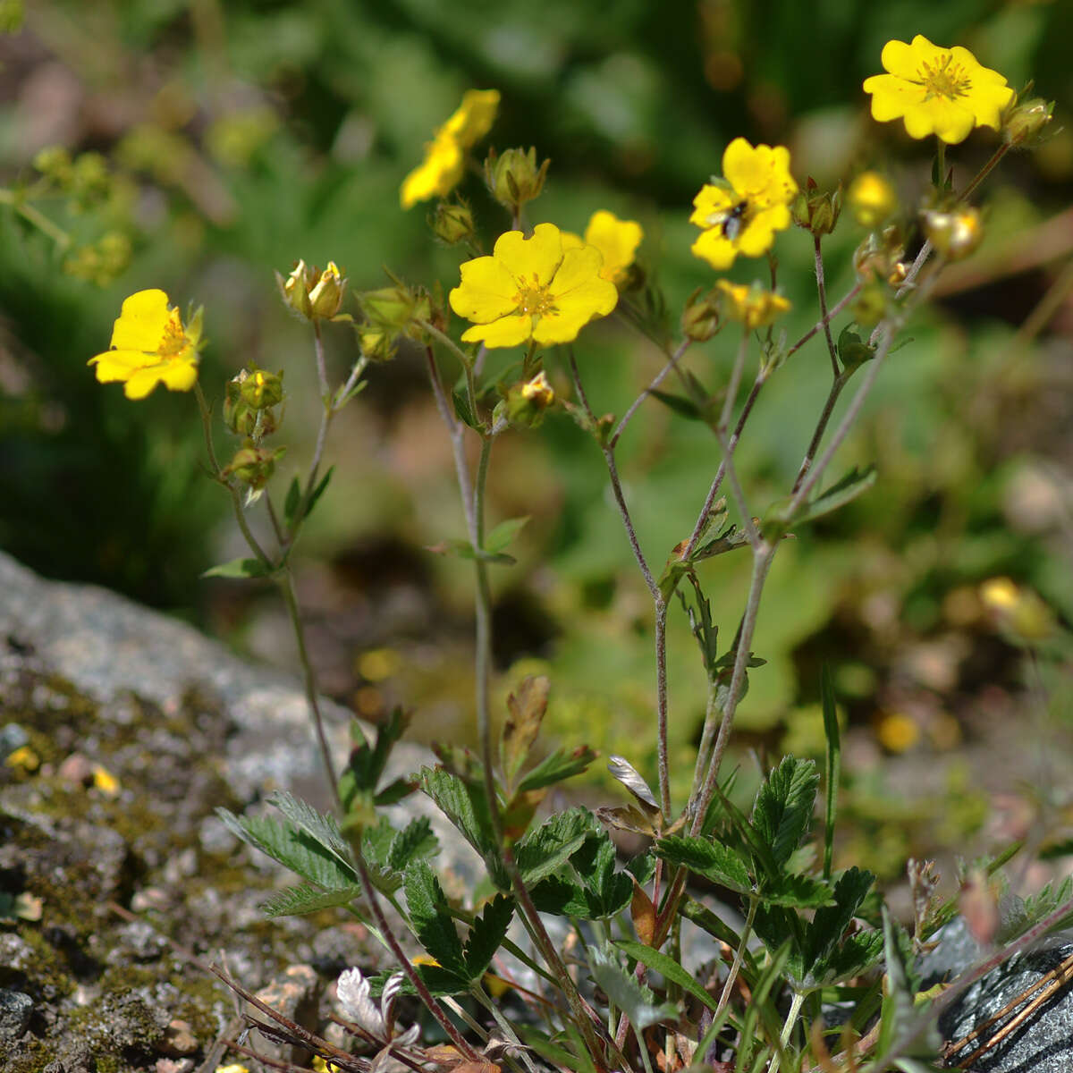 Image of Potentilla nervosa Juz.