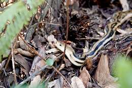 Image of Pituophis lineaticollis lineaticollis (Cope 1861)