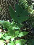 Image of California angelica