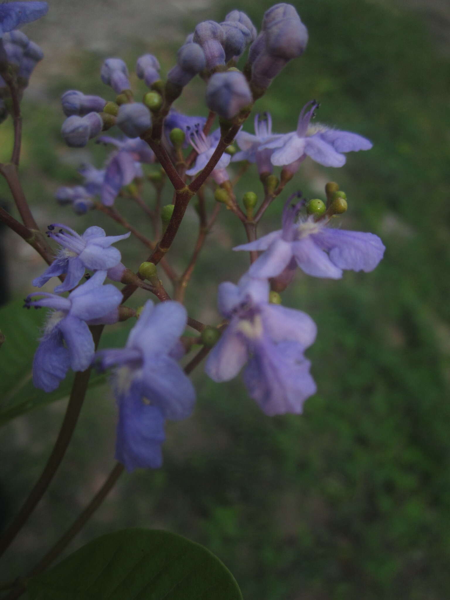 Image of Vitex orinocensis Kunth