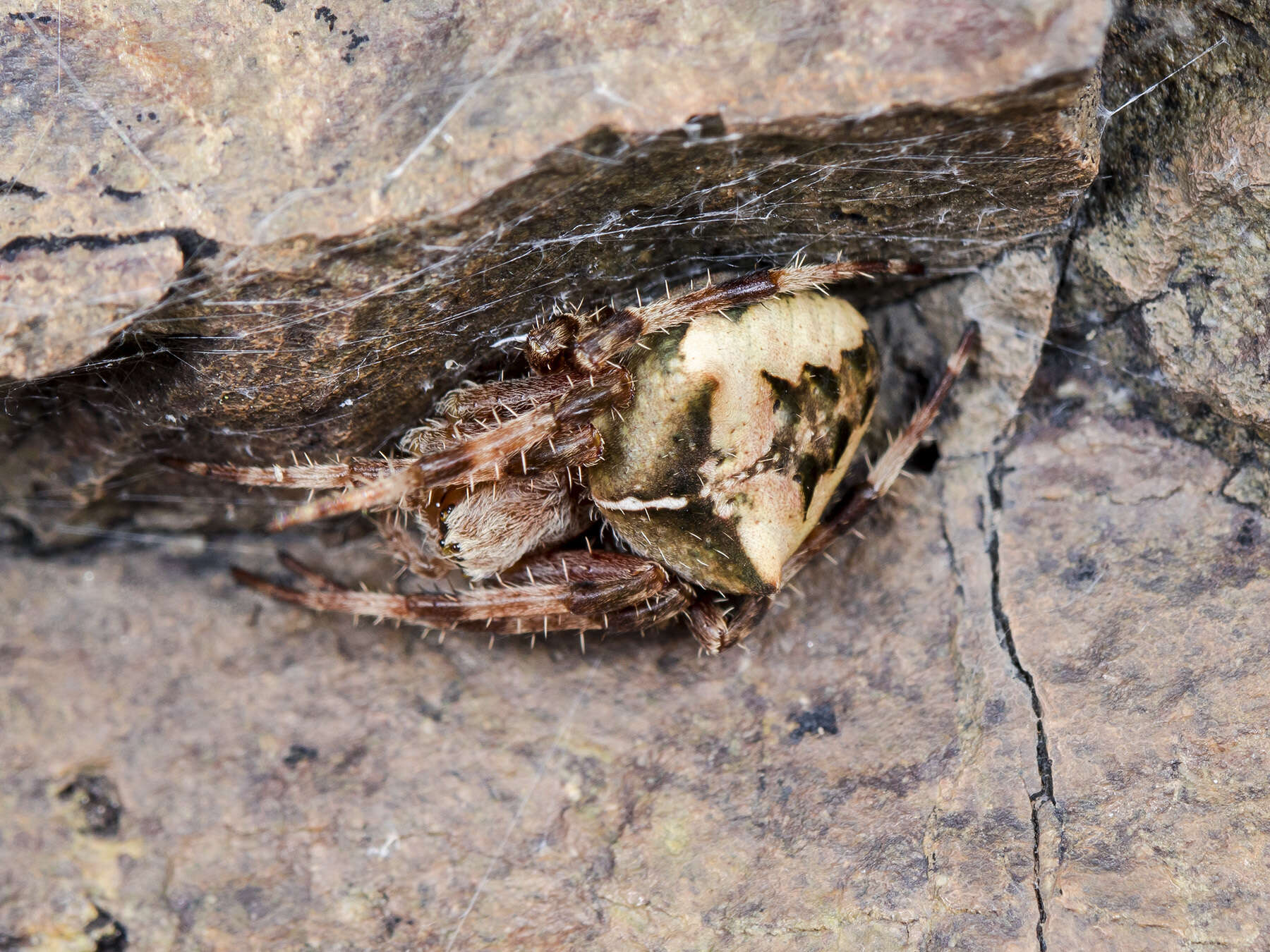 Imagem de Araneus tartaricus (Kroneberg 1875)