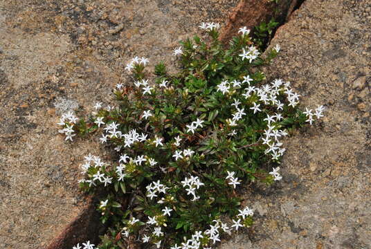 Image of Otiophora cupheoides N. E. Br.