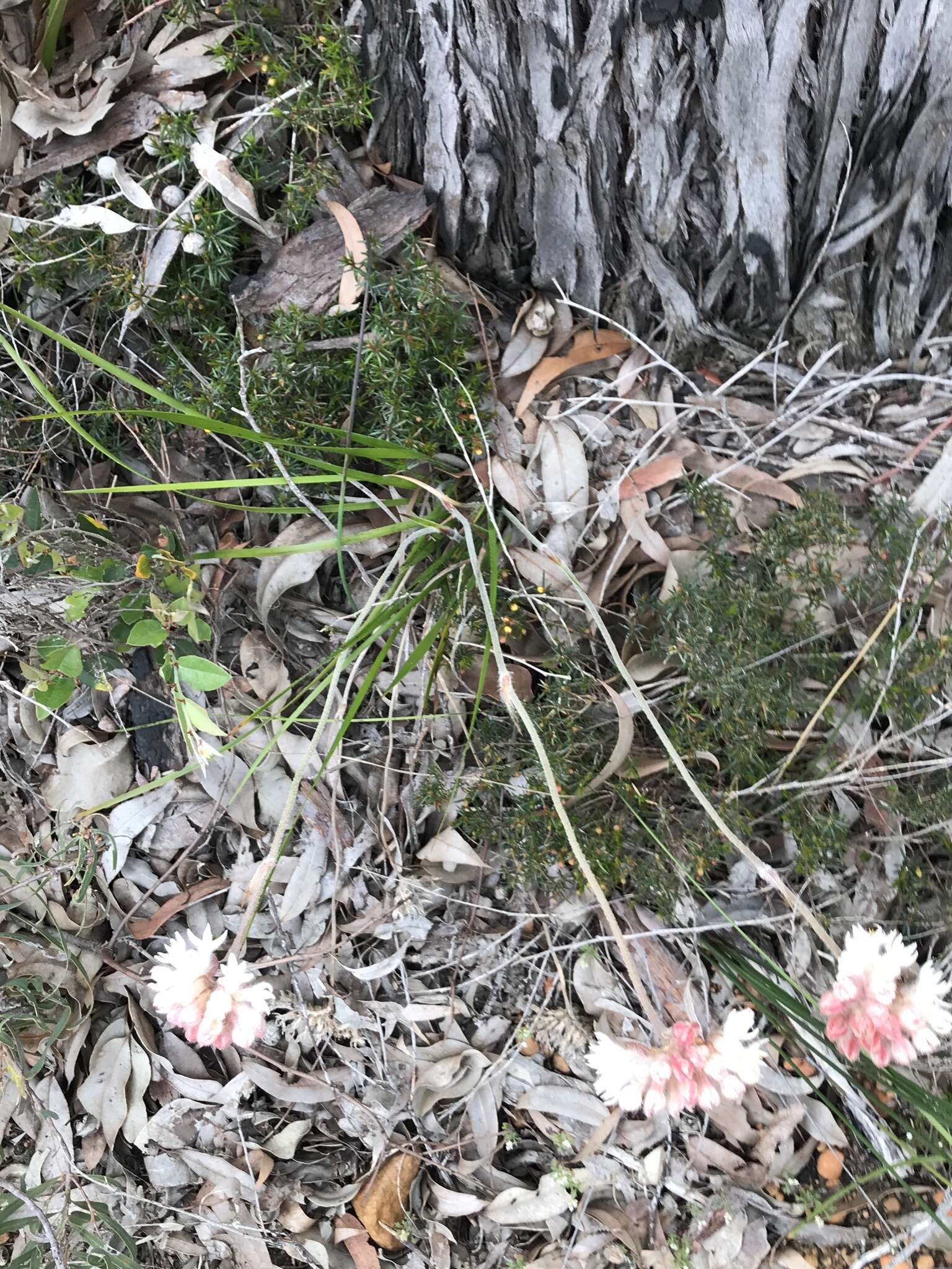 Image of Conostylis setosa Lindl.