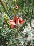 Image of Indigofera procumbens L.