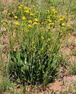 Image of Senecio coronatus (Thunb.) Harv.