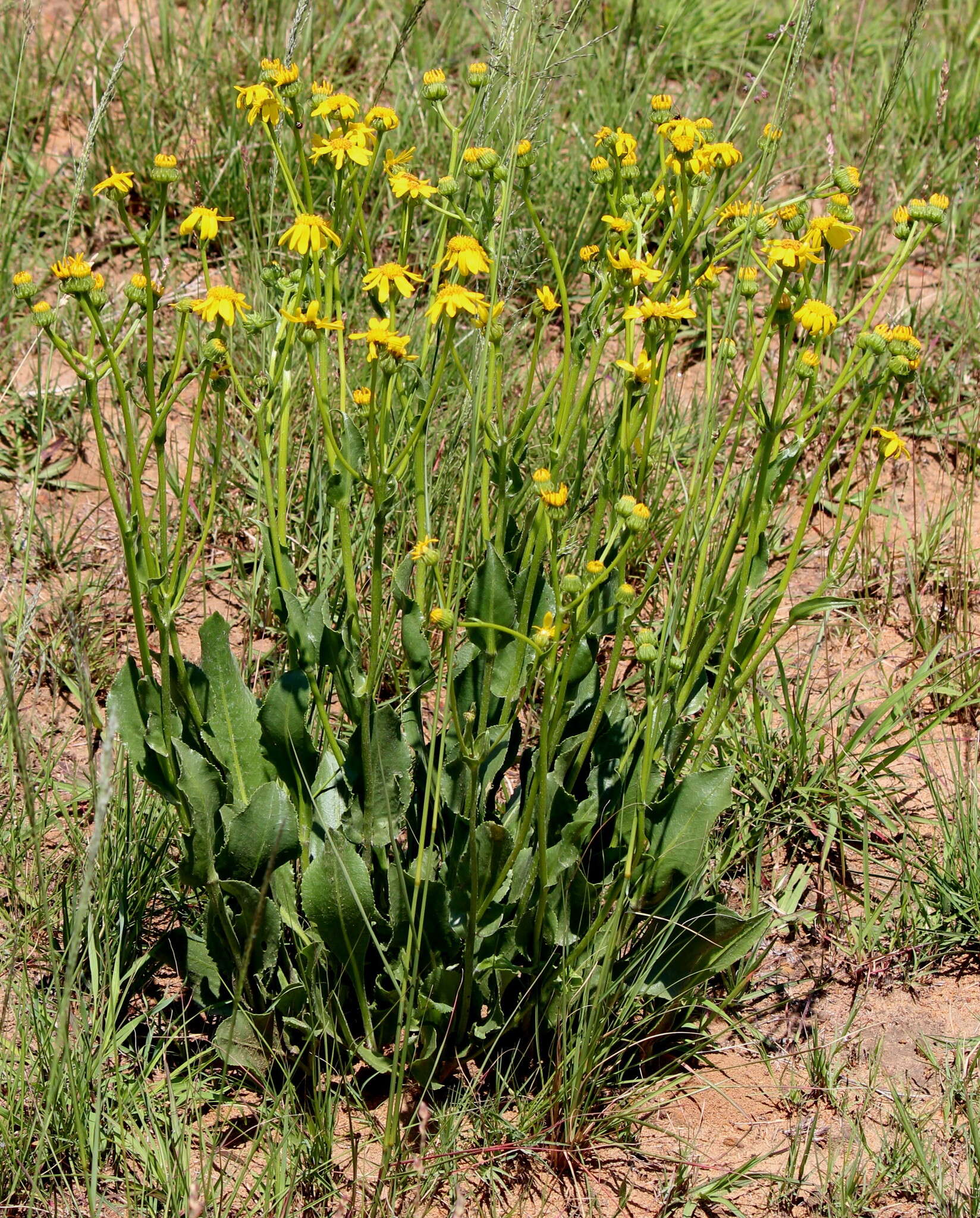 Image of Senecio coronatus (Thunb.) Harv.