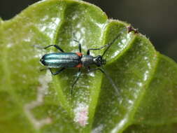 Image of Grammoptera militaris (Chevrolat 1855)