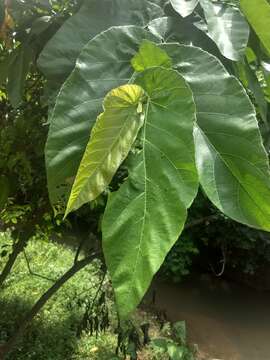 Image of Ficus semicordata Buch. ex J. E. Smith