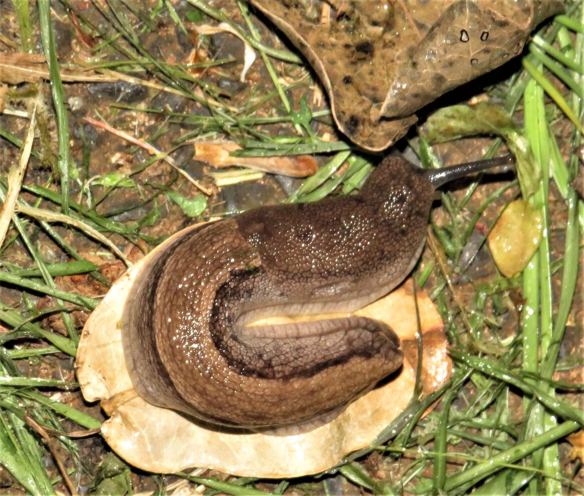 Image of Urocyclus kirkii Gray 1864