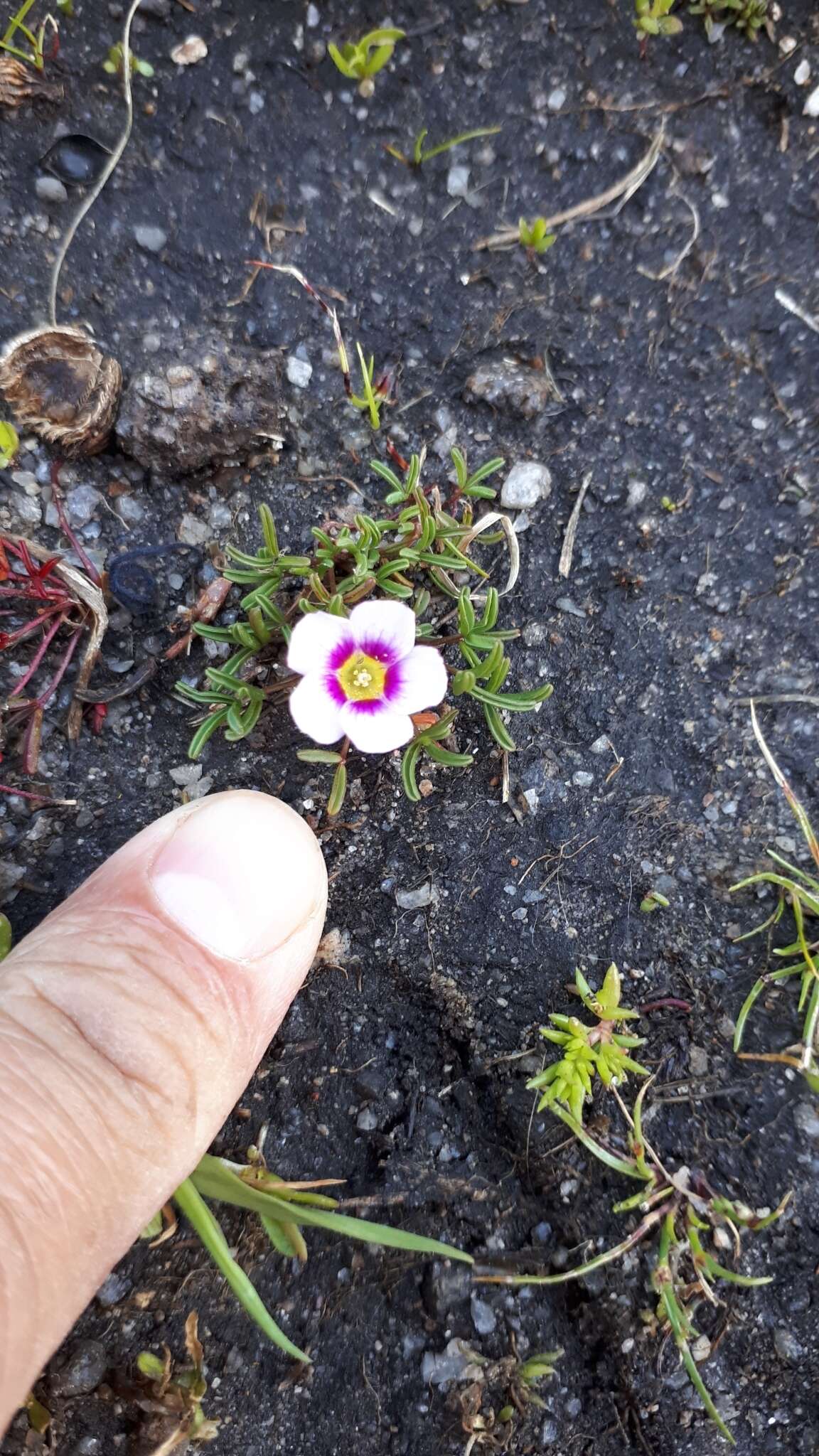 Image of Oxalis pusilla Jacq.