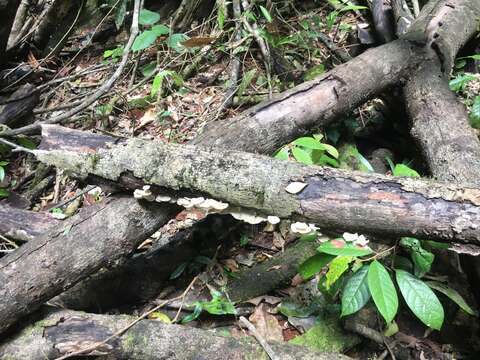 Image de Royoporus spatulatus (Jungh.) A. B. De 1996