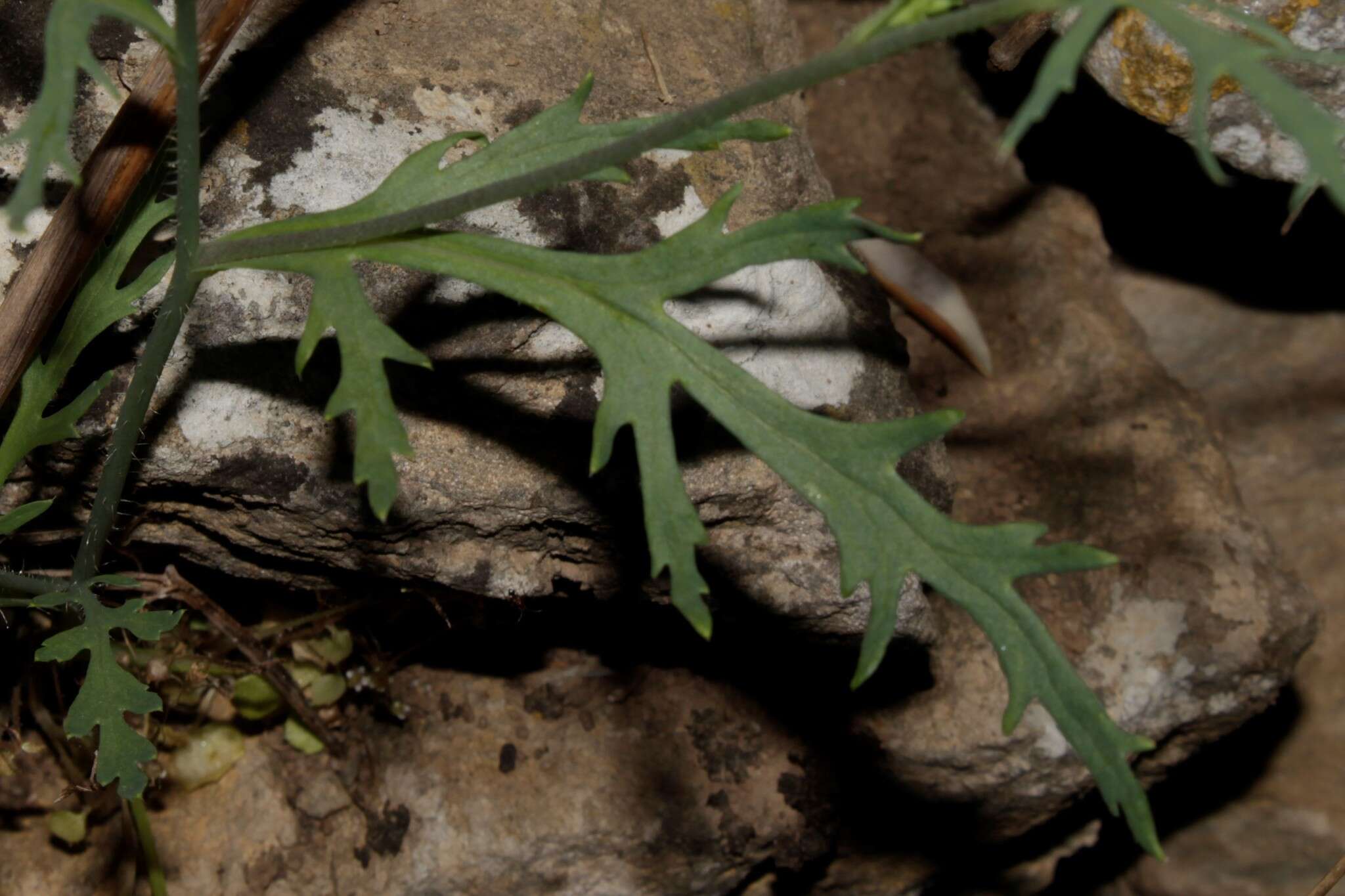 Image of Papaver lecoqii La Motte