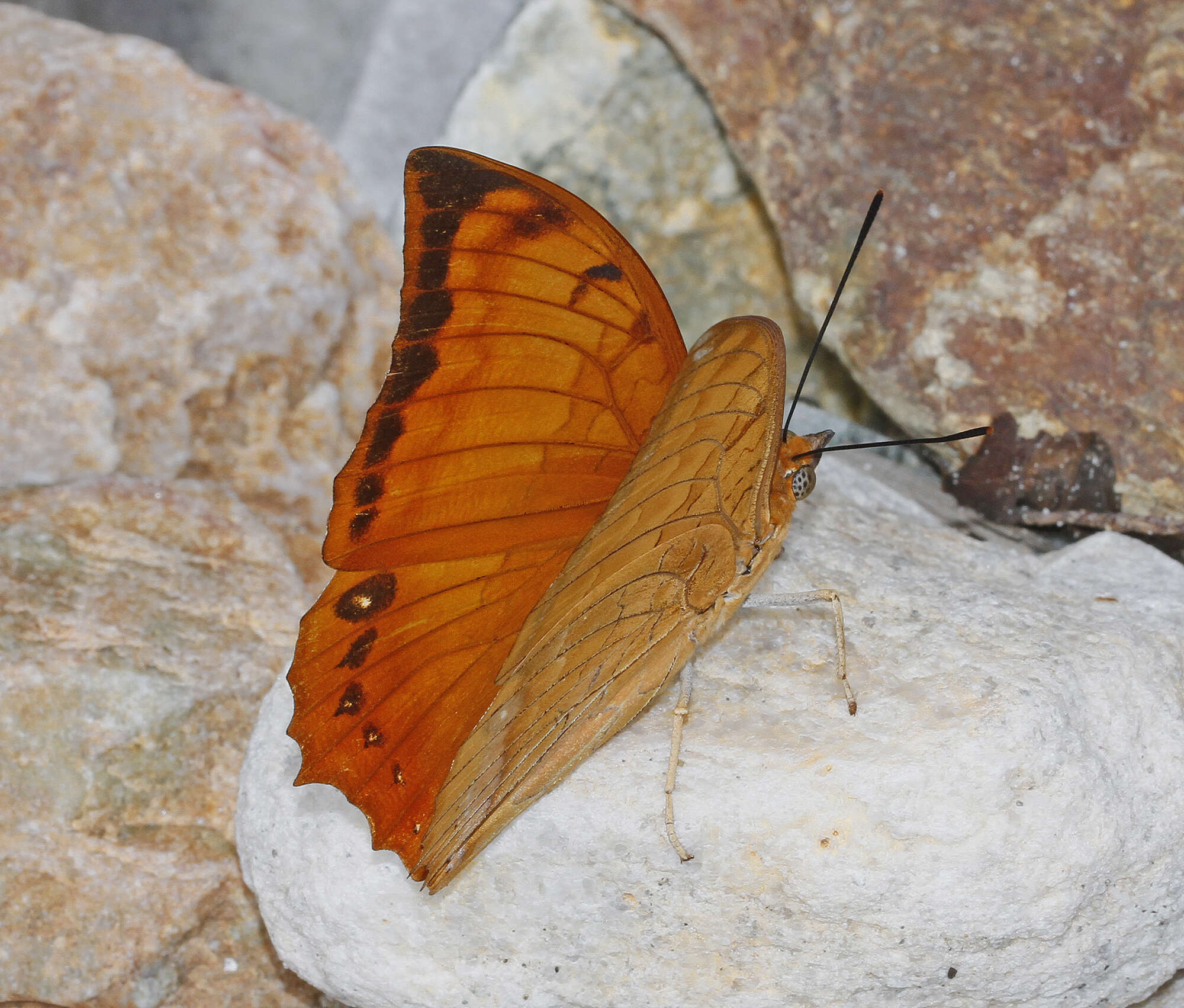 Imagem de <i>Charaxes <i>marmax</i></i> marmax