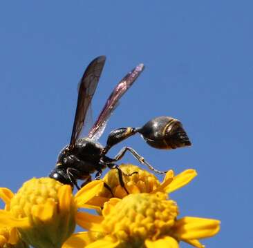 Image of Zethus nigricornis de Saussure 1875