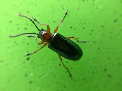 Image of Cereal leaf beetle