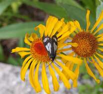 Image of Police Car Moth