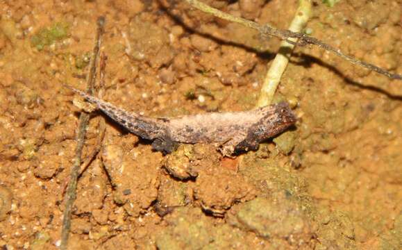 Image of Pygmy stump-tailed chameleon