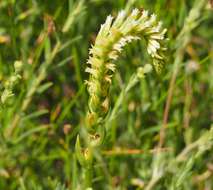 Image of Western Ladies'-Tresses