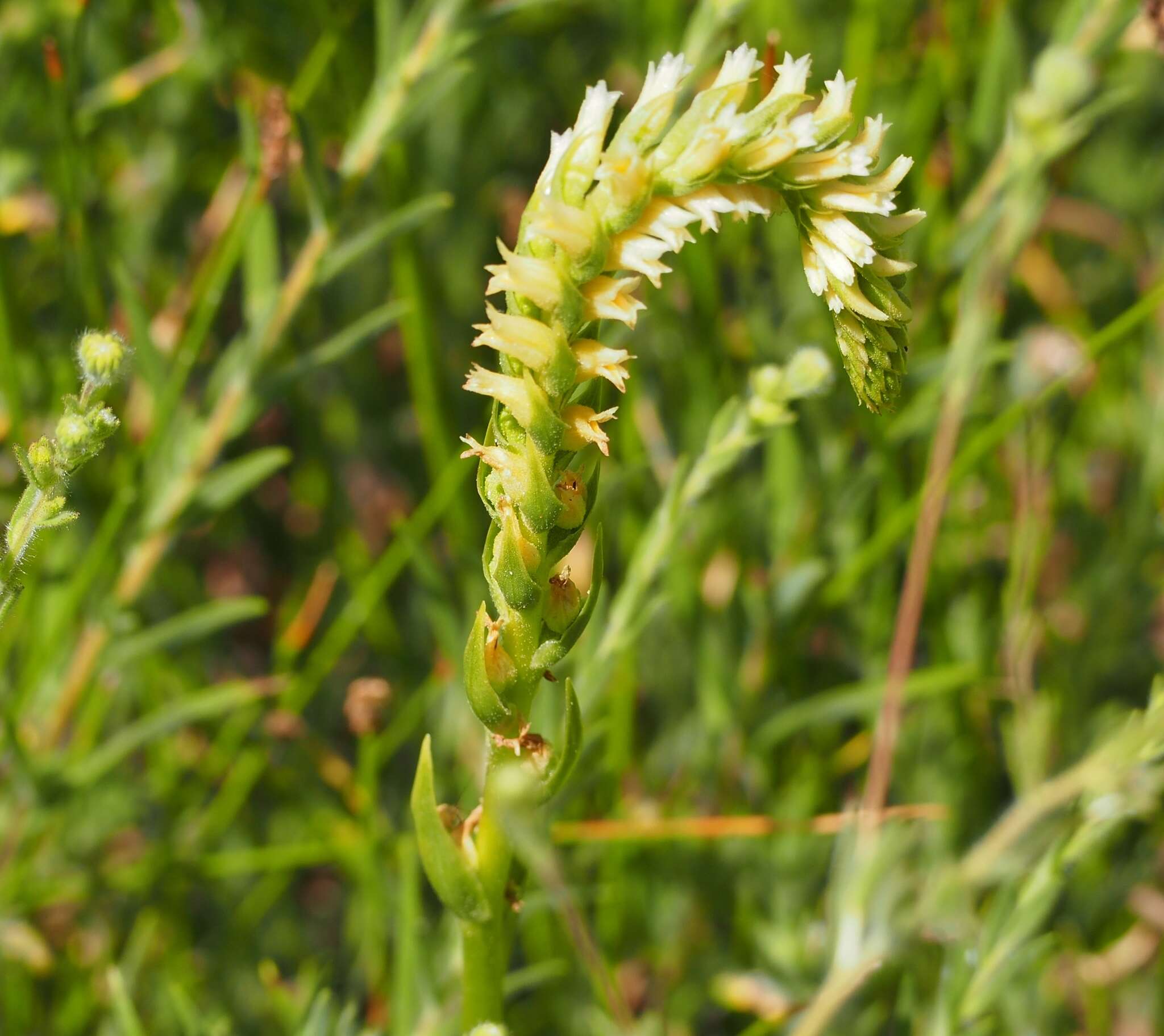 Image of Western Ladies'-Tresses