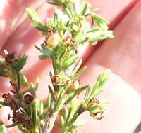 Image of Erica axillaris Thunb.