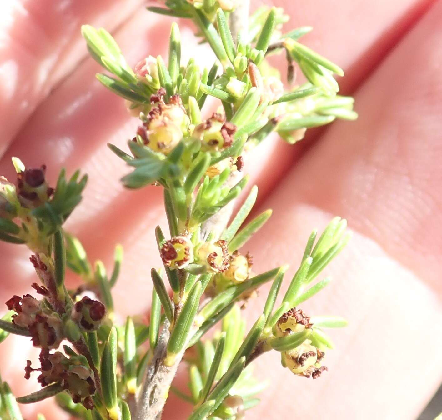 Image of Erica axillaris Thunb.